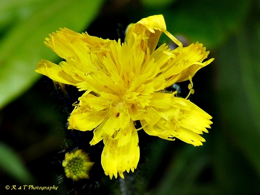 {Hieracium caespitosum}
